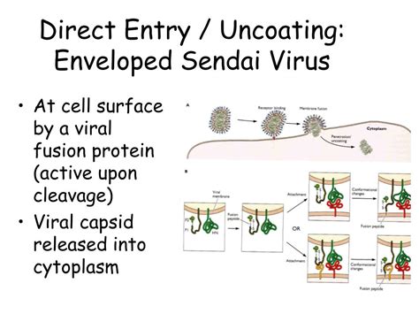 anatasialysa viral|2. Cellular entry and uncoating of enveloped viruses.